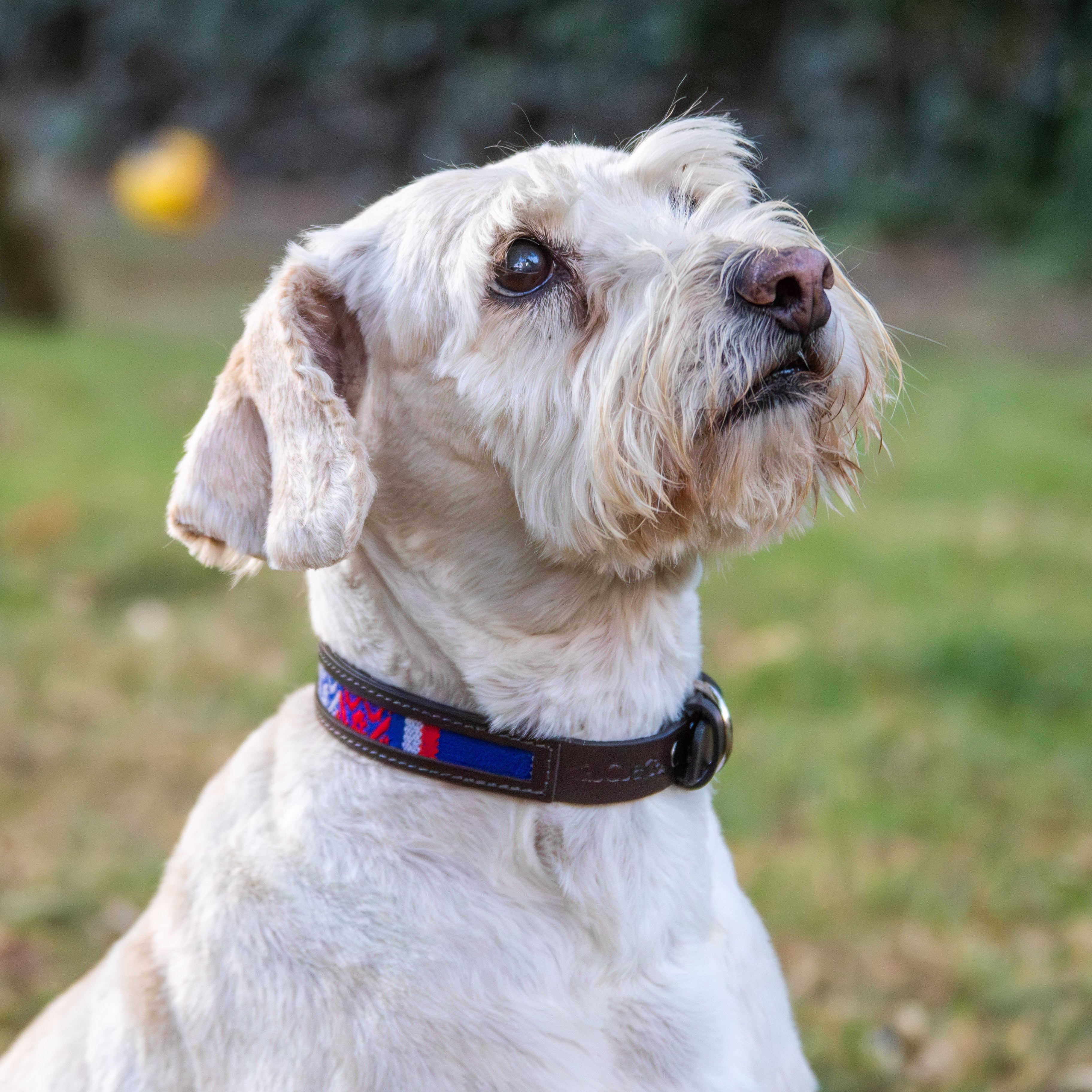 A white dog wearing a dark brown collar with red and blue stripes, set against a blurred green outdoor background.